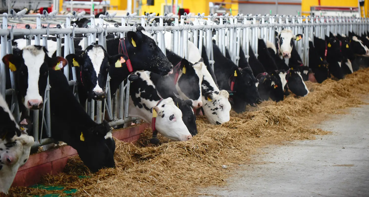 Dairy cows feeding at a feed bunk